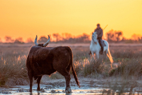 Escapade en Camargue