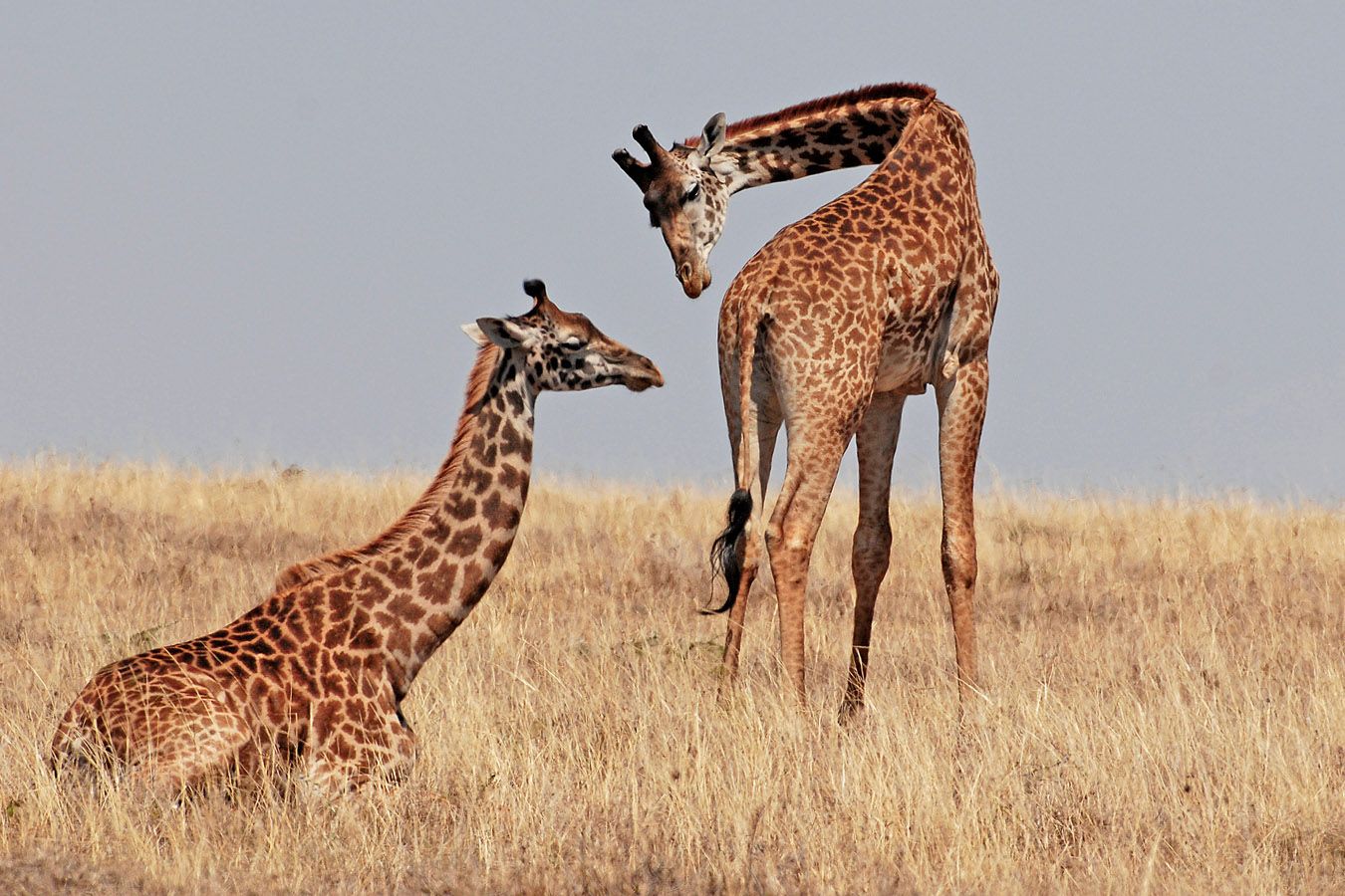 Girafes @ Jean Biteau
