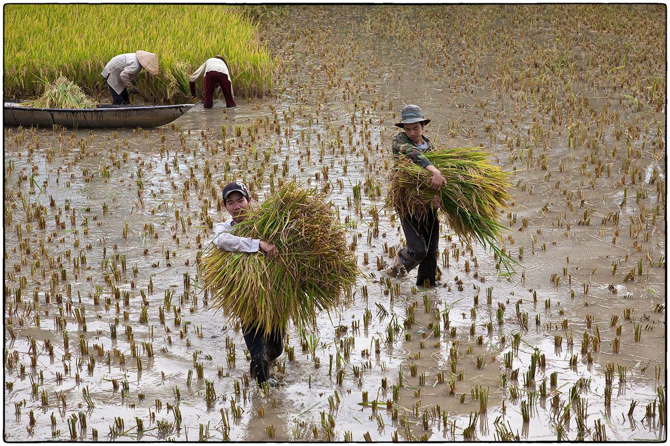 Récolte du riz © Alain Besnard